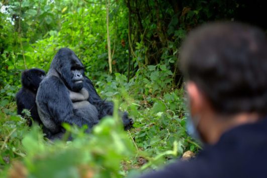 4-day Rwanda gorilla trek