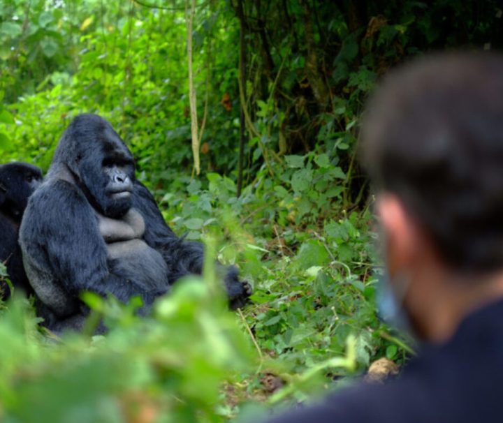 4-day Rwanda gorilla trek