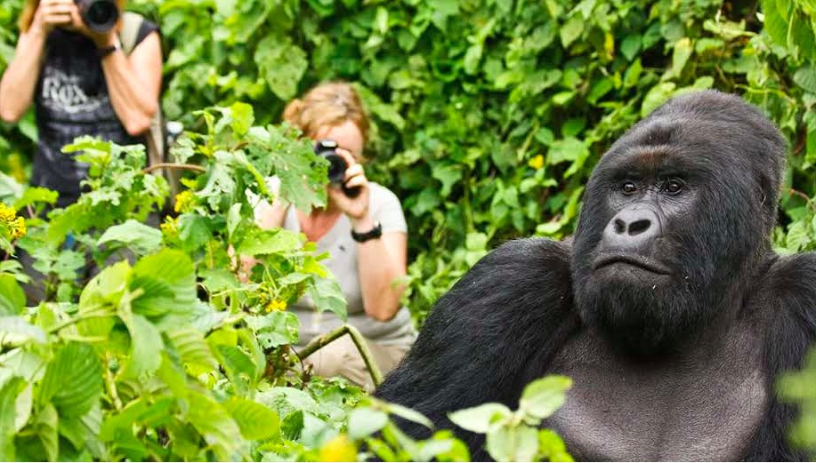 Gorilla trekking rwanda tours