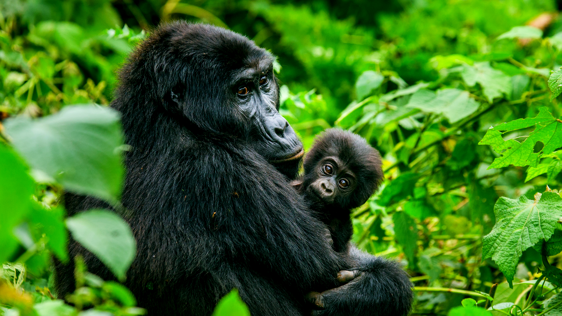 Rwanda Gorilla Treks