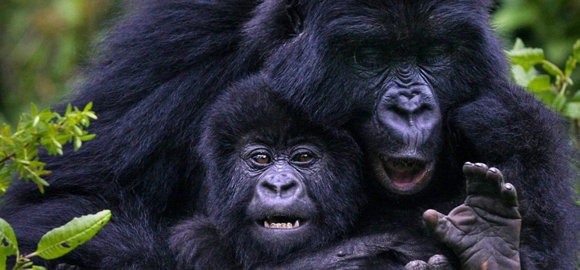 Rwanda Gorilla Stories
