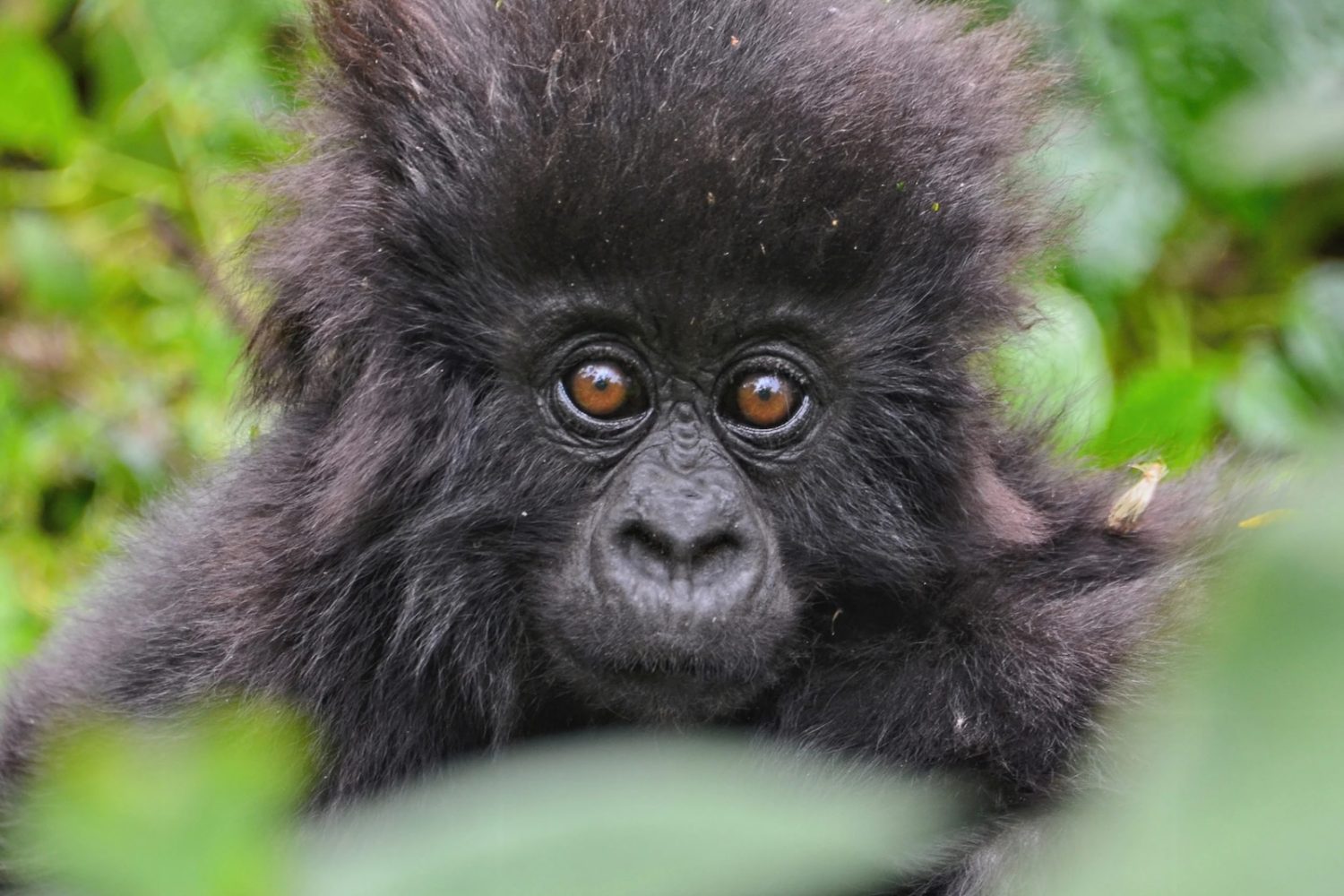 Rwanda Gorilla Treks About Us